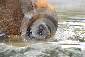 A Red River Hog Bushpig putting its snout in the water