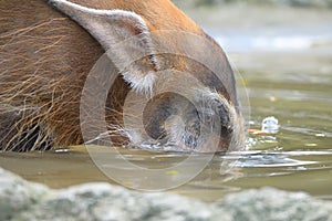 A Red River Hog Bushpig putting its snout in the water