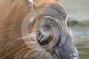 A Red River Hog Bushpig in the wild by a river