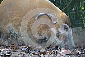 A Red River Hog Bushpig in the wild sniffing at the ground