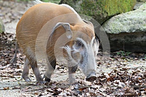 A Red River Hog Bushpig in the wild sniffing at the ground