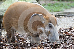 A Red River Hog Bushpig in the wild sniffing at the ground