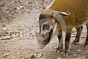 Red River Hog in Captivity