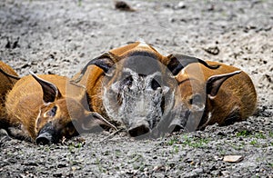 Red River Hog family on the catwalk environments in the zoo, Silesian Zoo