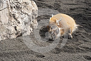 Red river hog pig relaxing