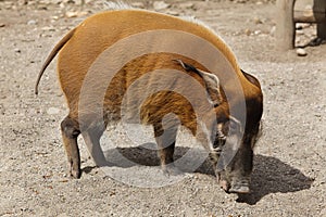 Red river hog Potamochoerus porcus