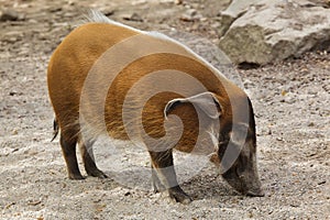 Red river hog Potamochoerus porcus