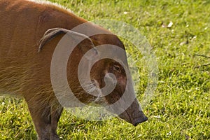 Red river hog (Potamochoerus porcus)