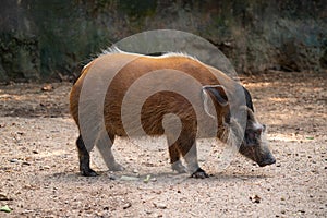 Red river hog Potamochoerus porcus