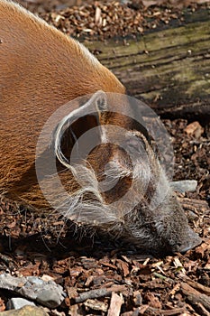 Red River Hog (Potamochoerus Porcus)