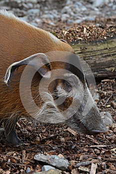 Red River Hog (Potamochoerus Porcus)