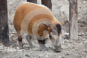 Red river hog (Potamochoerus porcus)