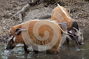 Red river hog Potamochoerus porcus