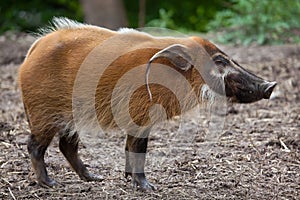 Red river hog Potamochoerus porcus