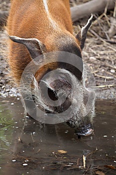 Red river hog Potamochoerus porcus