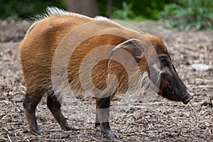 Red river hog Potamochoerus porcus