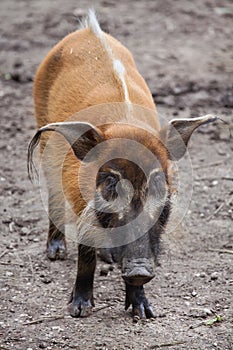 Red river hog Potamochoerus porcus