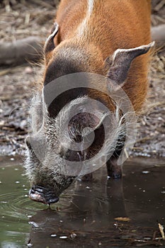 Red river hog Potamochoerus porcus