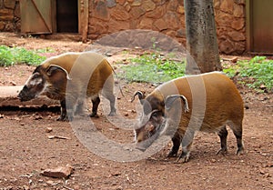 The red river hog Potamochoerus porcus, also known as the bush pig