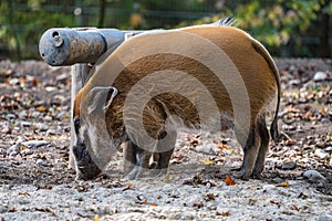 Red river hog, Potamochoerus porcus, also known as the bush pig