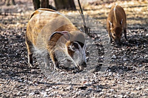 Red river hog, Potamochoerus porcus, also known as the bush pig