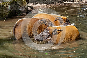 Red river hog, Potamochoerus porcus, also known as the bush pig.