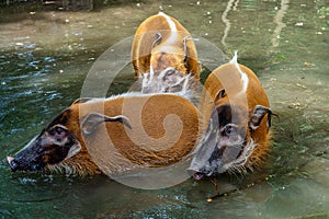 Red river hog, Potamochoerus porcus, also known as the bush pig.