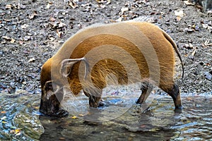 Red river hog, Potamochoerus porcus, also known as the bush pig