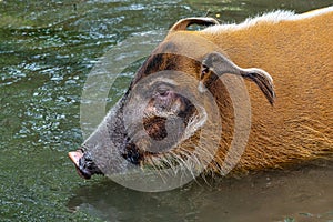 Red river hog, Potamochoerus porcus, also known as the bush pig.