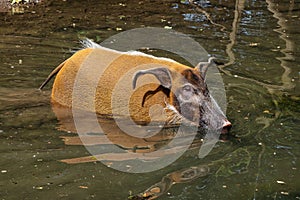 Red river hog, Potamochoerus porcus, also known as the bush pig.