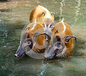 Red river hog, Potamochoerus porcus, also known as the bush pig.