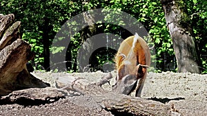 Red river hog, Potamochoerus porcus, also known as the bush pig.