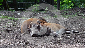 Red river hog, Potamochoerus porcus, also known as the bush pig.