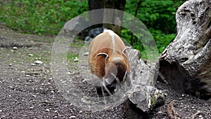 Red river hog, Potamochoerus porcus, also known as the bush pig.