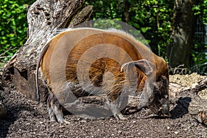 Red river hog, Potamochoerus porcus, also known as the bush pig