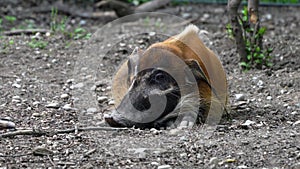 Red river hog, Potamochoerus porcus, also known as the bush pig.