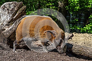 Red river hog, Potamochoerus porcus, also known as the bush pig