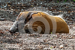 Red river hog, Potamochoerus porcus, also known as the bush pig