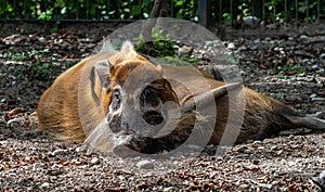 Red river hog, Potamochoerus porcus, also known as the bush pig