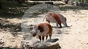 Red river hog, Potamochoerus porcus, also known as the bush pig.