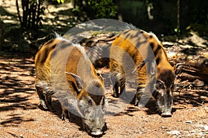 Red river hog, Potamochoerus porcus, also known as the bush pig