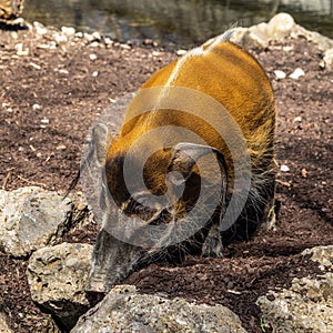 Red river hog, Potamochoerus porcus, also known as the bush pig