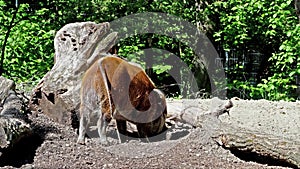 Red river hog, Potamochoerus porcus, also known as the bush pig.