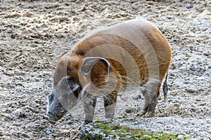 Red river hog, Potamochoerus porcus, also known as the bush pig