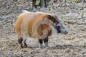 Red river hog, Potamochoerus porcus, also known as the bush pig