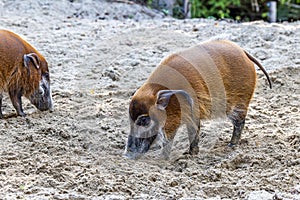 Red river hog, Potamochoerus porcus, also known as the bush pig