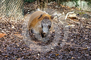 Red river hog, Potamochoerus porcus, also known as the bush pig