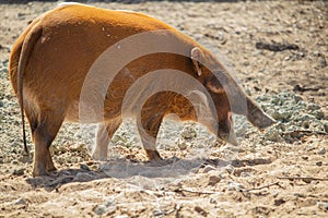 Red river hog (Potamochoerus porcus) or bush pig photo