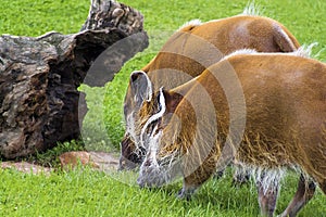 The red river hog, Potamochoerus porcus, grazzing in a grass field