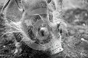 The red river hog Potamochoerus porcus , originated from the Afr